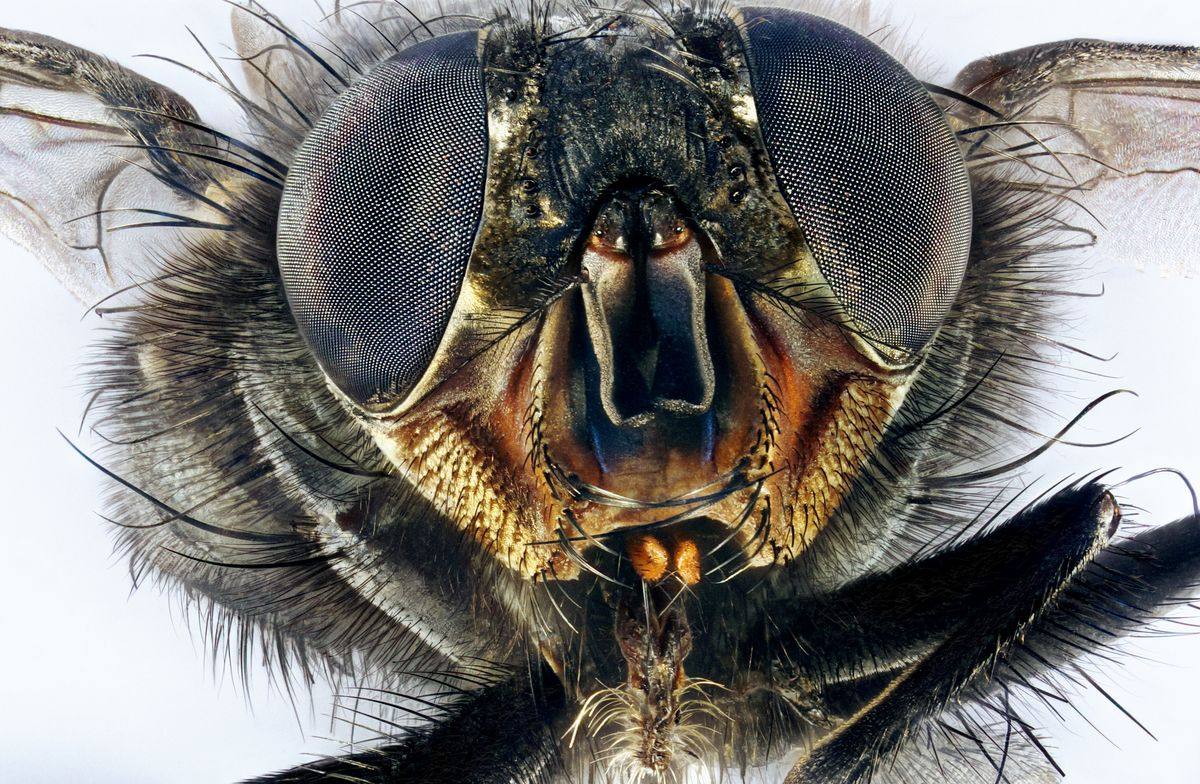 Nærbilde av en vanlig husflue (Musca domestica)
