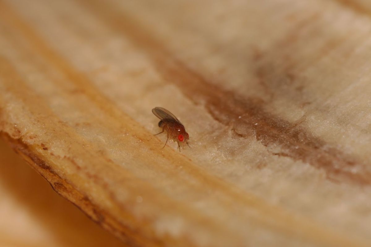 Nærbilde av en ekte bananflue (Drosophila melanogaster) på et bananskall