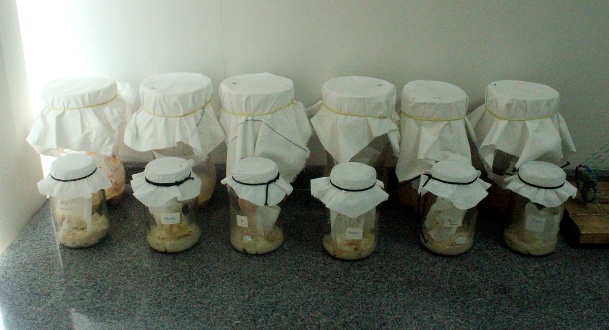 Dyrkningsrør med bananfluer (Drosophila melanogaster) i et genetikklaboratorium