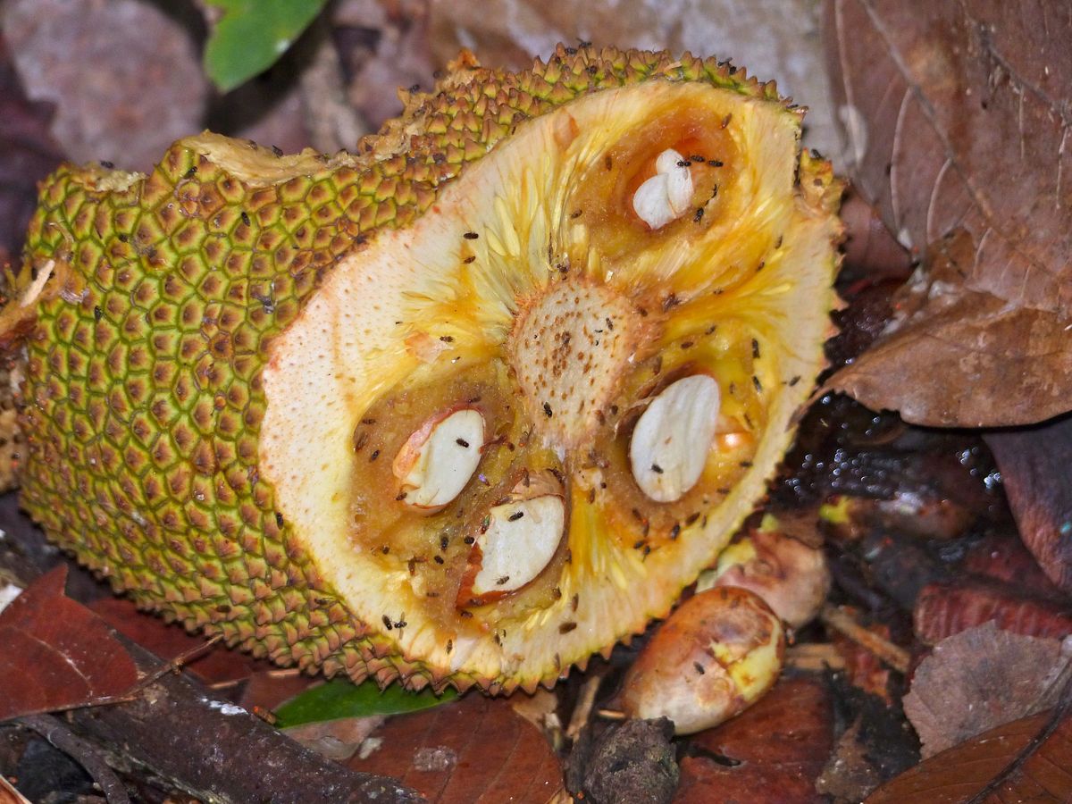 Bananfluer trekker mot overmoden frukt og mat