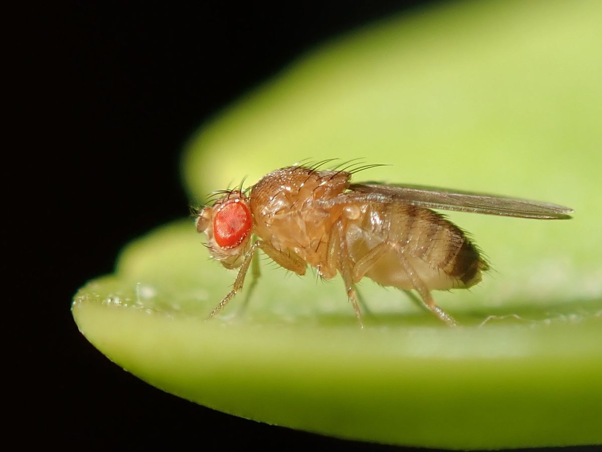 Nærbilde av en bananflue (Drosophila melanogaster)