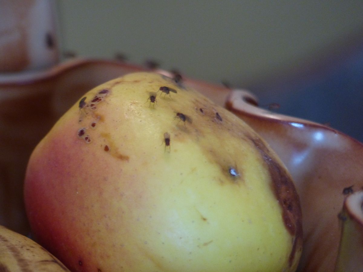 Bananfluer på frukt – de kan formere seg svært raskt