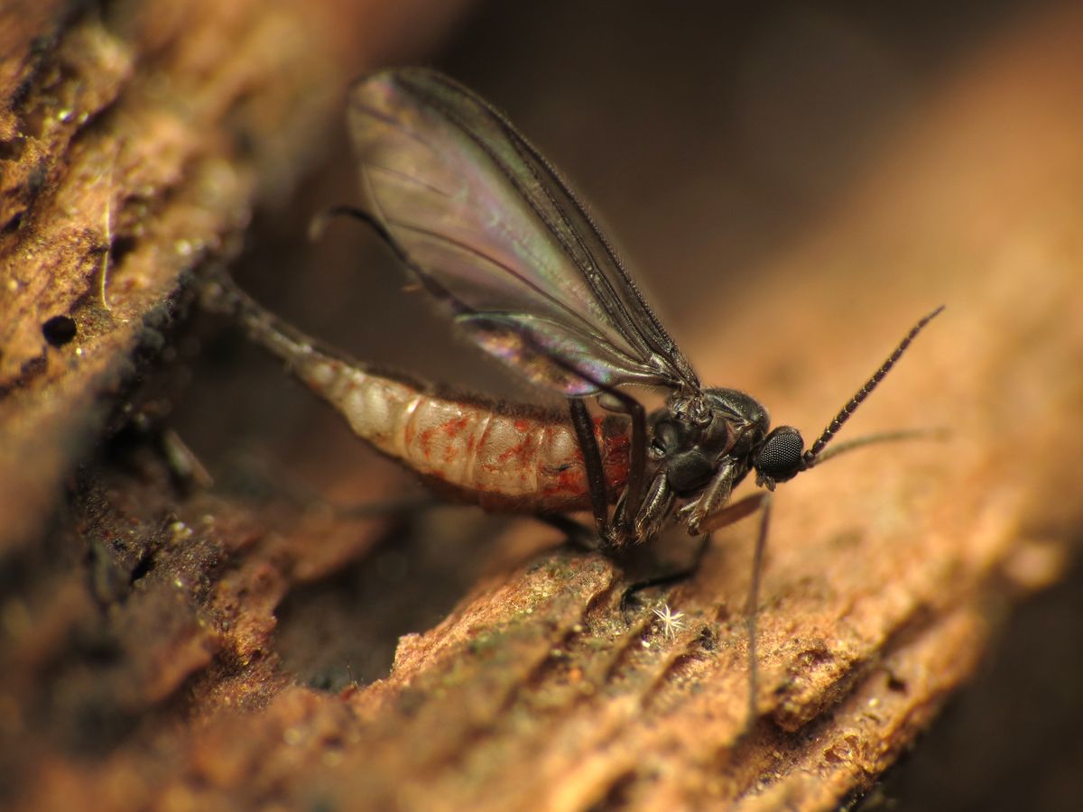 Sørgemygg (fungus gnat) – en vanlig gjest i fuktig jord i potteplanter