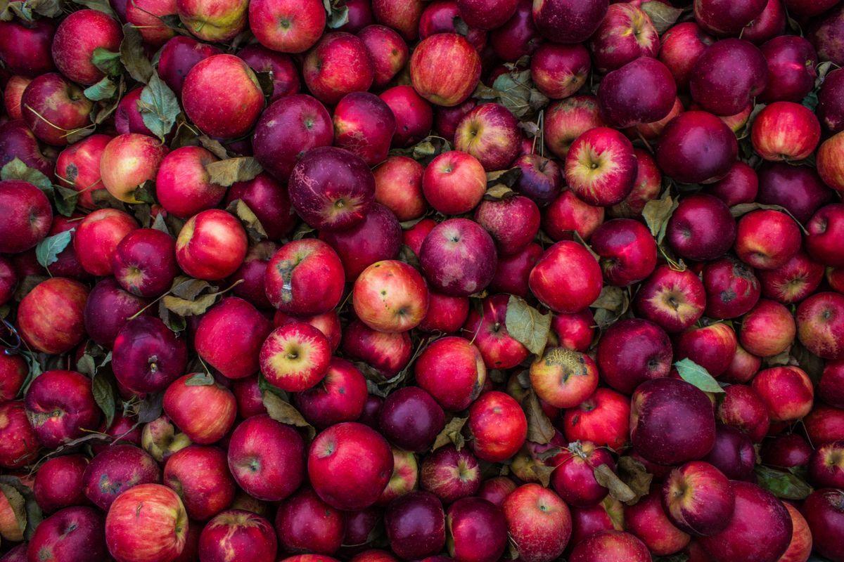 Nyplukkede epler – typisk høstfrukt som lokker bananfluer